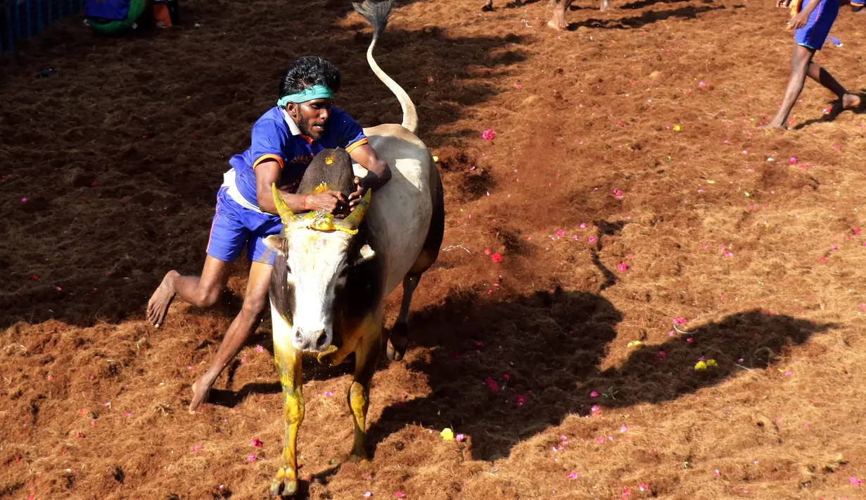 Seorang peserta India mencoba menaklukkan banteng di festival tahunan menjinakkan banteng, Jallikattu, di Desa Avaniyapuram di pinggiran Madurai, Negara Bagian Tamil Nadu, India, Rabu (15/1/2020). Mereka berusaha untuk menaklukkan banteng dengan memegang tanduknya kuat-kuat. (Xinhua/Stringer)