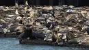 Ratusan singa laut berkumpul di dermaga Pier 39, San Francisco pada  30 April 2024. (Yuri Avila/San Francisco Chronicle via AP)