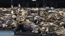 Ratusan singa laut berkumpul di dermaga Pier 39, San Francisco pada  30 April 2024. (Yuri Avila/San Francisco Chronicle via AP)