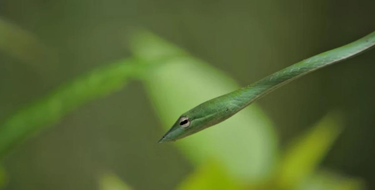 Ular Picung