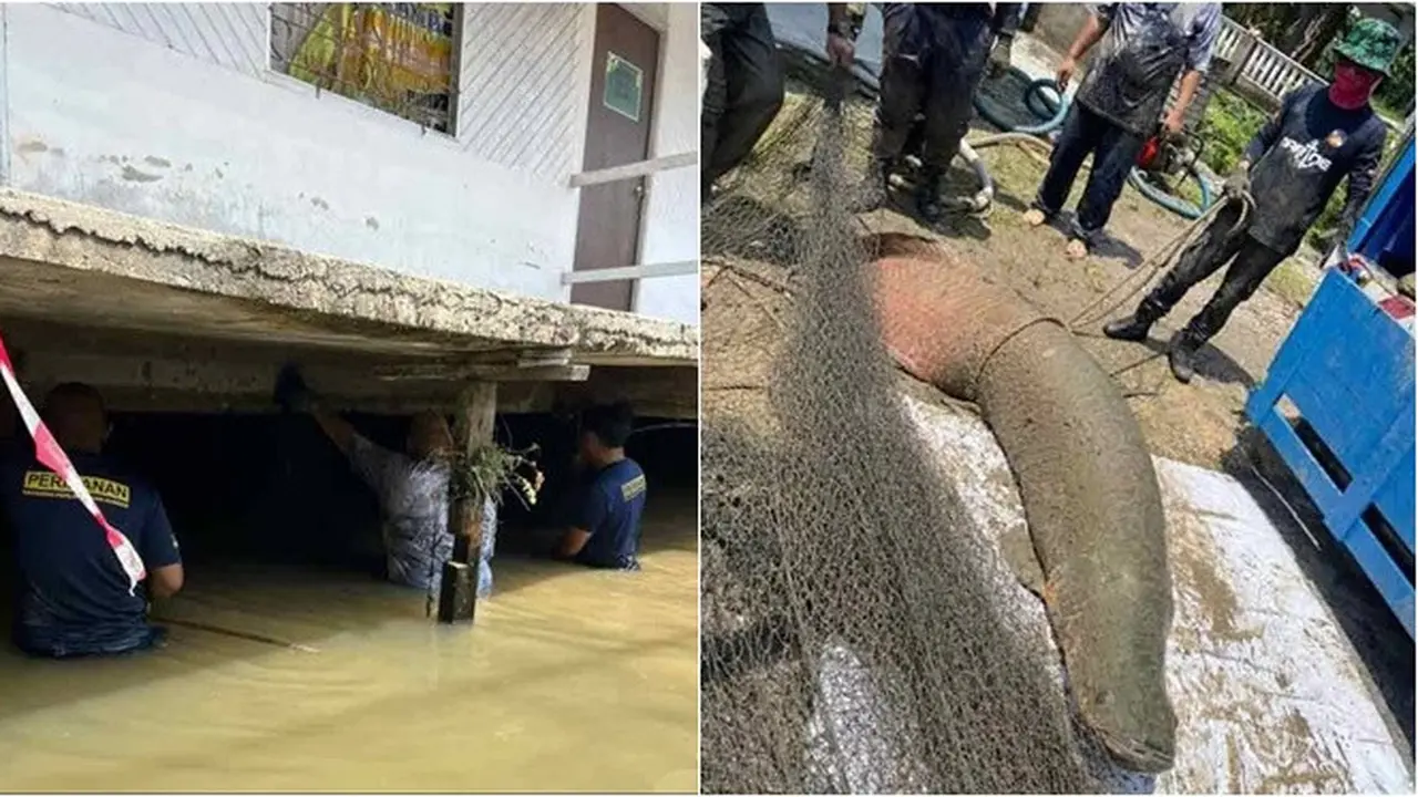 Ikan Raksasa Sepanjang 2,7 Meter Lukai Petugas Sebelum Ditangkap, Total Tiga Ekor