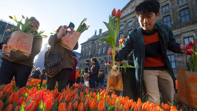 Seorang pria memetik tulip pada Hari Bunga Tulip Nasional di Dam Square, Amsterdam pada 19 Januari 2019. Pengunjung bisa memetik bunga tulip yang terhampar seluas 2.500 meter persegi secara cuma-cuma. (AP/Peter Dejong)
