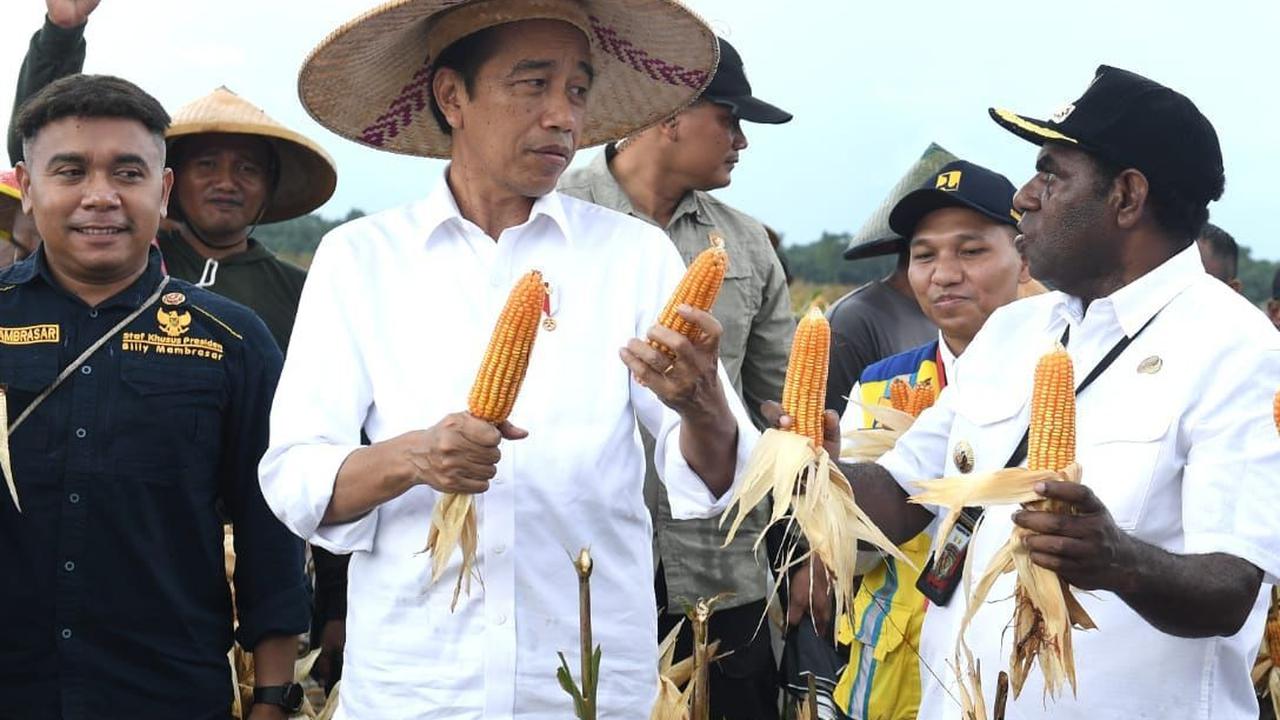 Jokowi pun akan kembali berkunjung ke Kabupaten Keerom dalam tiga bulan mendatang. Dia berharap hasil panen berikutnya dari ladang jagung tersebut akan memberikan hasil yang baik.