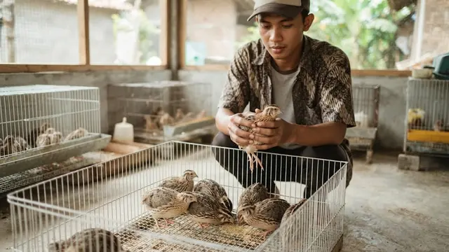 Pemilihan Bibit Puyuh