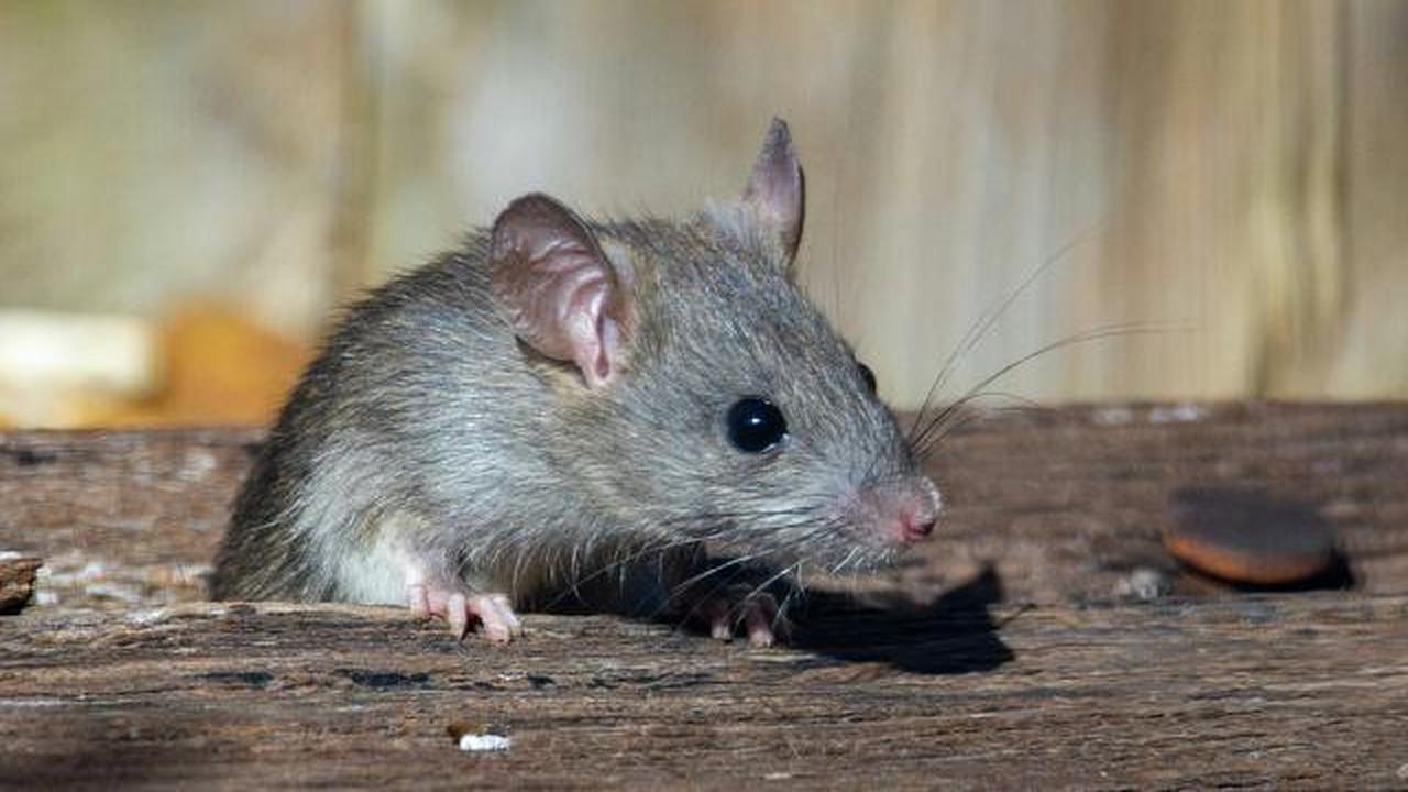 Bau Tikus Mati di Rumah dan Cara Menghilangkannya, Ikuti Panduan Lengkapnya