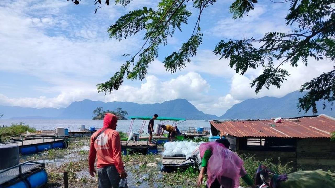 Kematian Ikan Danau Maninjau: Cuaca Ekstrem Picu Upwelling, 1.428 Ton Ikan Mati, Petani Rugi Rp32 Miliar
