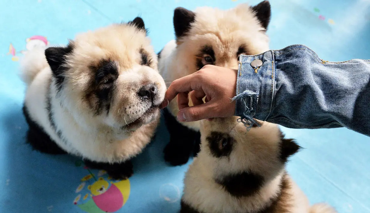 Pekerja bermain dengan anjing-anjing yang dicat putih dan hitam menyerupai panda di kafe Cute Pet Games di kota Chengdu, China, 23 Oktober 2019. Kafe ini memicu perdebatan panas para netizen tentang perawatan hewan akibat mengecat anjing-anjing itu menyerupai panda. (STR / AFP)
