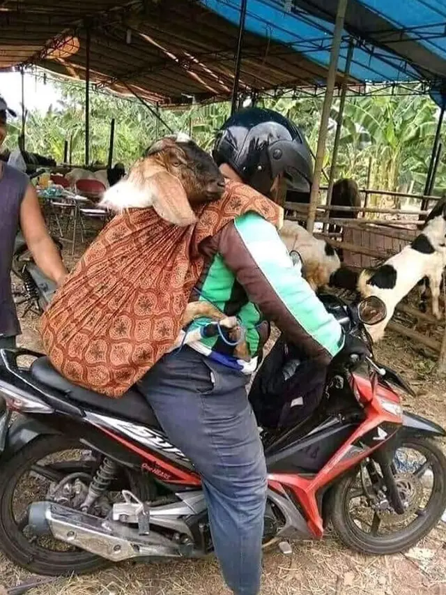 6 Potret Kocak Pengendara Motor Bawa Hewan Kurban Ini Bikin Geleng Kepala