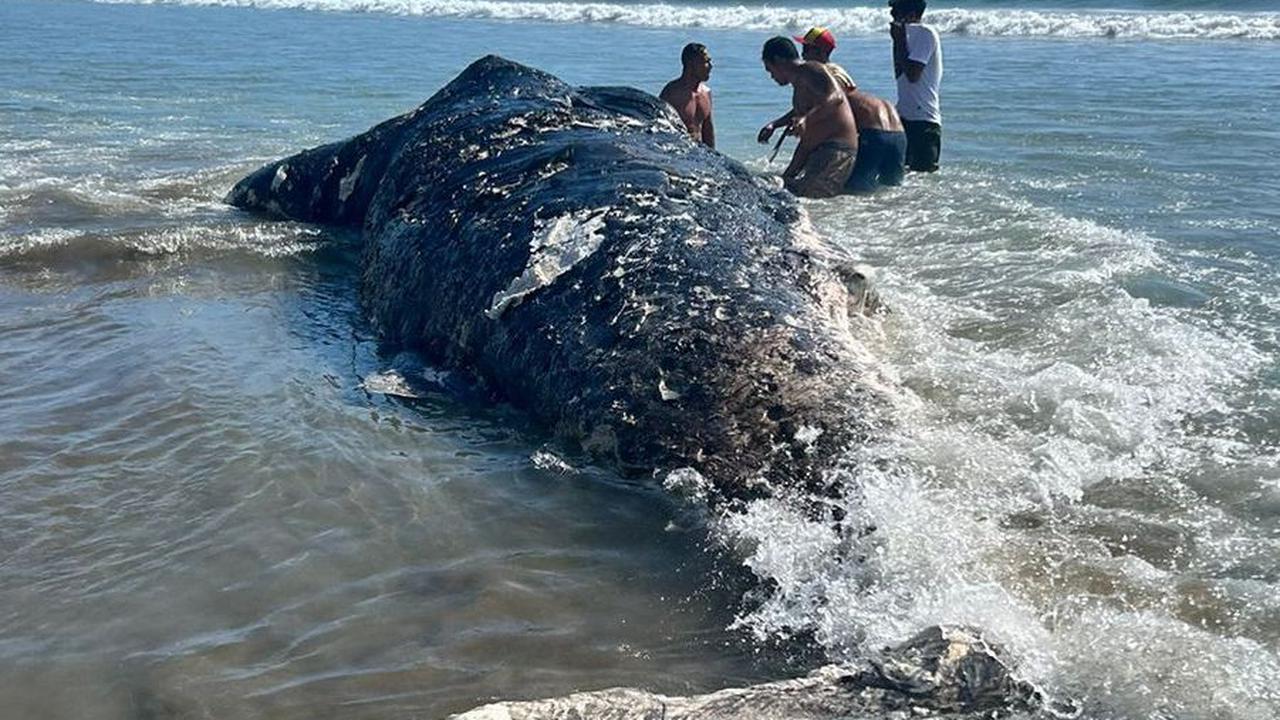 Bangkai Paus Sperma Seberat 1 Ton Terdampar di Pantai Legian Bali