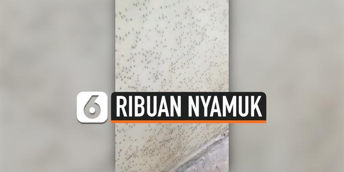 VIDEO: Pemilik Rumah Kaget Dindingnya dipenuhi Ribuan Nyamuk