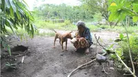 Sugiyem memberi makan anjing kesayangannya bernama Itut di sekitar rumahnya di tepi Kali Woro, Dukuh Nglinggang, Desa Borangan, Manisrenggo, Klaten, Jumat (23/2/2018). (Taufiq Sidik Prakoso/JIBI/Solopos)