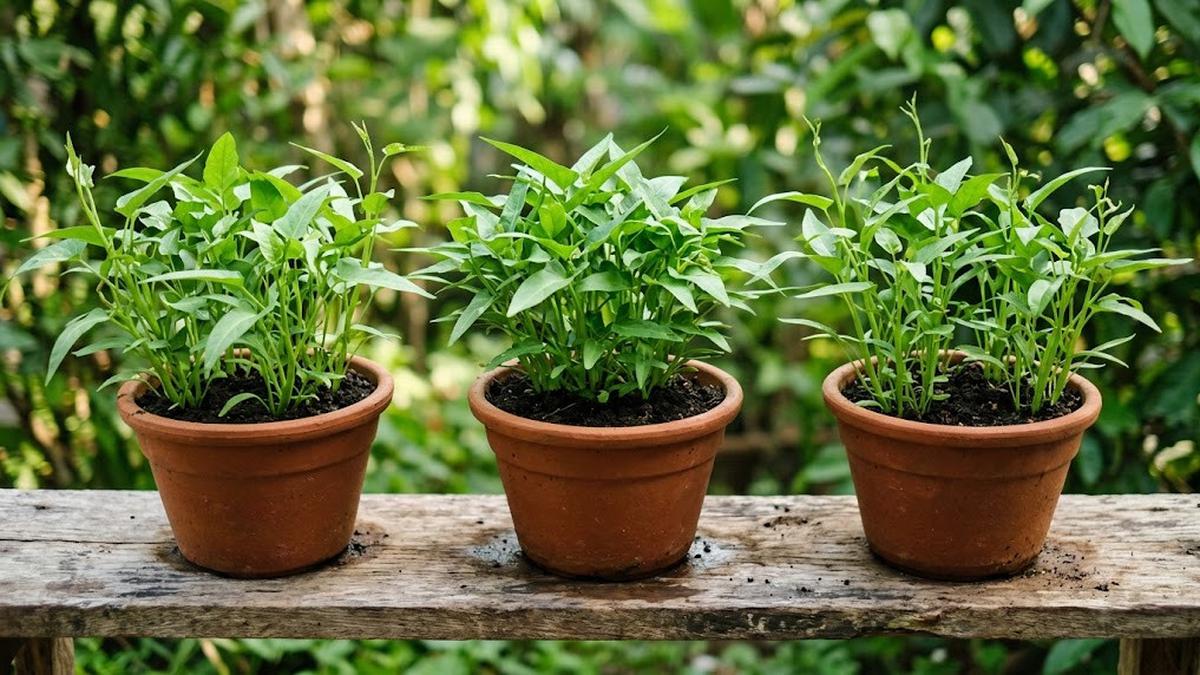 12 Sayuran Cepat Panen Meski Halaman Sempit ala Urban Farming