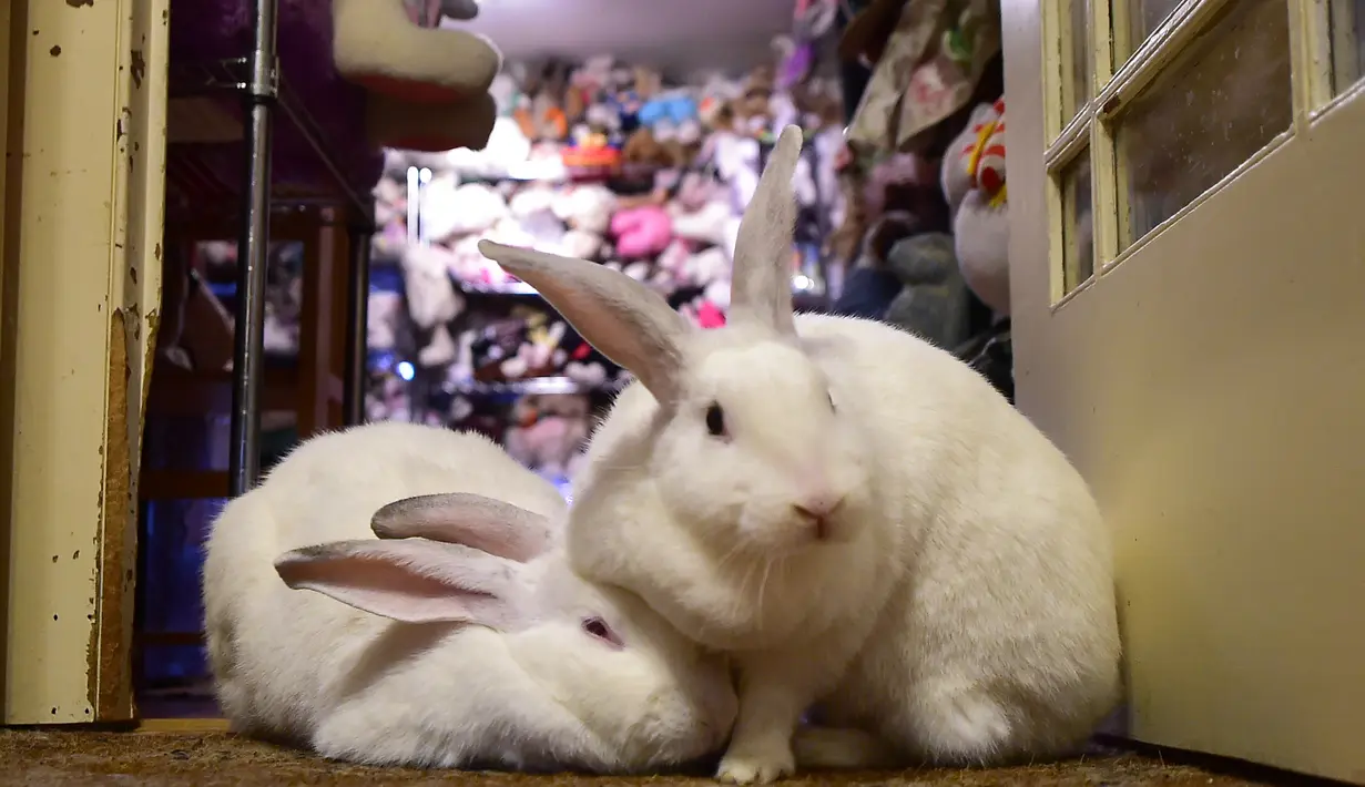 Dua ekor kelinci meringkuk di The Bunny Museum yang terletak di Pasadena, California, 8 Desember 2016. Di museum yang bagaikan surga bagi para penyuka kelinci ini terdapat lebih dari 33.000 koleksi benda-benda kelinci yang imut. (Frederic J. BROWN/AFP)