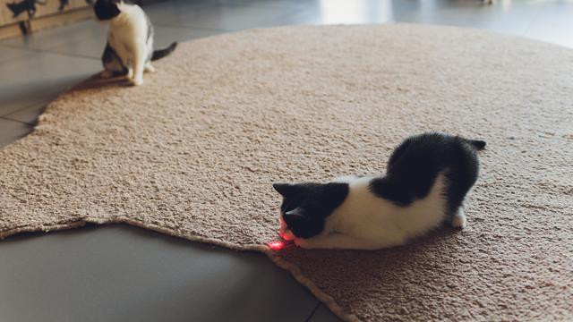 Alasan Mengapa Kucing Rela Berlarian Mengejar Sinar Laser Citizen6 Liputan6 Com