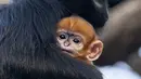 Gambar yang dirilis pada 4 Oktober 2019 memperlihatkan bayi monyet paling langka di dunia jenis Francois Langur berada di dekat induknya di Kebun Binatang Taronga, Sydney. Kebun binatang memperkirakan spesies ini hanya ada sekitar 3.000 yang tersisa di alam liar. (Rick Stevens/TARONGA ZOO/AFP)