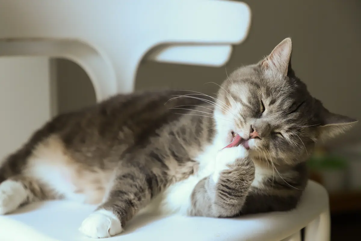 Ilustrasi penyebab kutu kucing