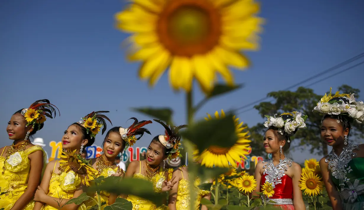 Sejumlah penari berpose di tengah bunga matahari yang bermekaran di sebuah ladang di Bangkok, Thailand, Rabu (13/1/2016). (REUTERS / Athit Perawongmetha)