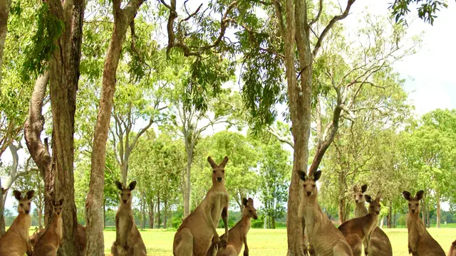 Kangaroo