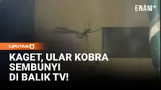 Warga Jalan Lubuk Sawa, Mugirejo, Sungai Pinang, Samarinda, Kalimantan Timur, Kamis sore digegerkan oleh kemunculan ular kobra sepanjang lebih dari dua meter di dalam rumah. Pemilik rumah panik setelah mengetahui ular berbisa tersebut bersembunyi di ...