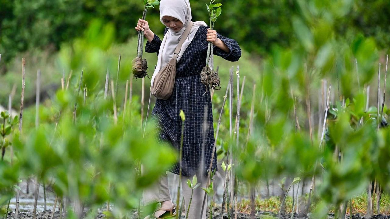 FOTO: Aksi Pelajar Aceh Menanam Mangrove Sambut Hari Sumpah Pemuda