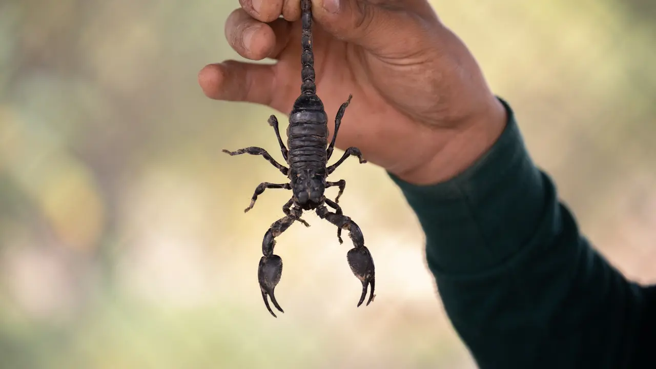 kalajengking