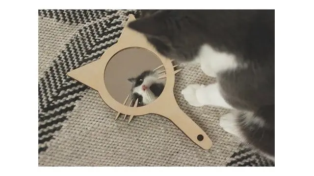 Potret Lucu Kucing Saat Berkaca Ini Bikin Gemas