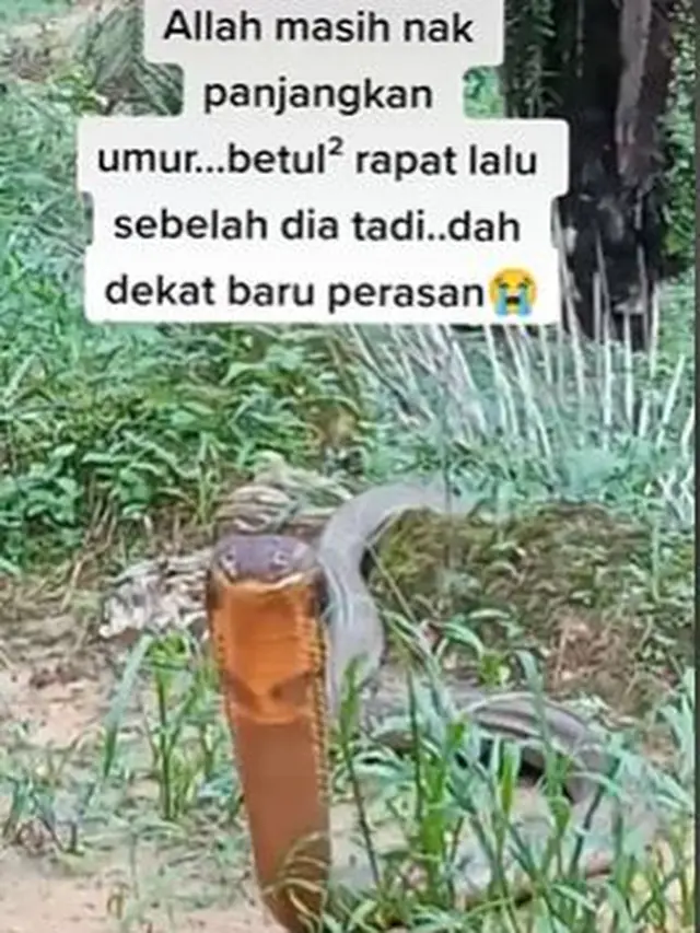 Disangka Kayu yang Menancap di Tanah, Ternyata Ular King Cobra yang Hampir Menggigit
