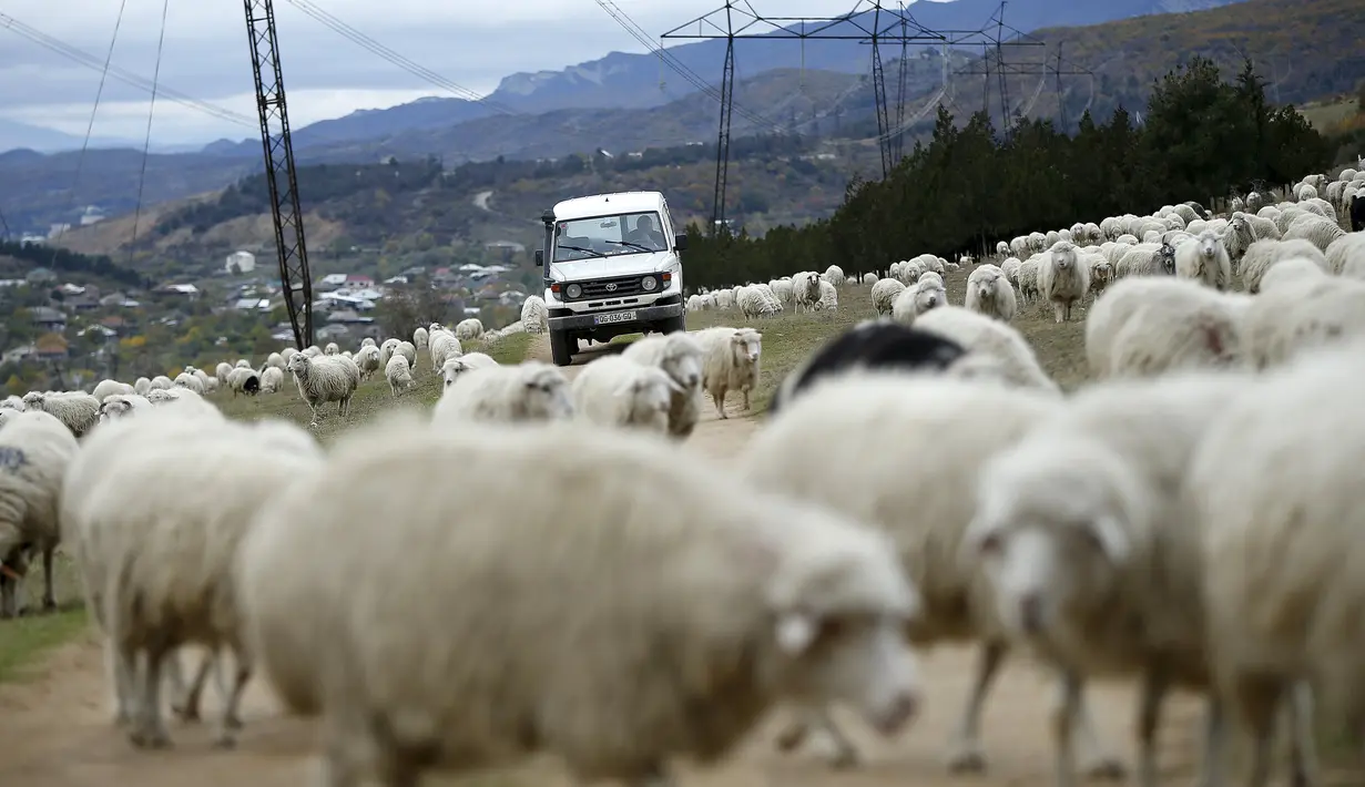 Ribuan domba yang baru kembali merumput menyeberangi jalan di pinggiran Tbilisi, Georgia, Rabu (11/11). Dalam setahun di Georgia mengalami 2 musim yang membuat domba dan peternaknya berpindah mencari rumput di tempat lain. (REUTERS / David Mdzinarishvili)