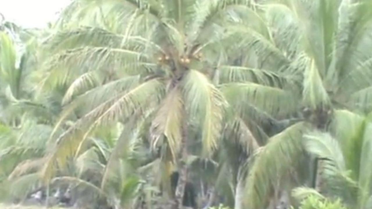 Pemkab Tanjab Barat Harap Program Hilirisasi Kelapa Terealisasi 2026, Dongkrak Ekonomi Petani
