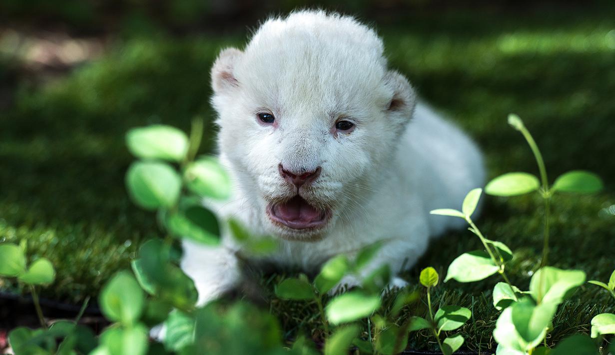 White King, anak singa putih pertama yang dilahirkan di Spanyol, terlihat duduk di atas rumput di Guillena World Park Reserve di kota Sevilla, Rabu (10/6/2020). Dilahirkan pada 31 Mei lalu, anak singa putih itu ditolak sang induk setelah pengalaman melahirkan yang traumatis. (CRISTINA QUICLER/AFP)