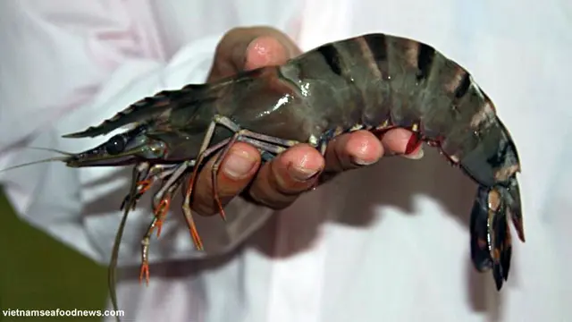 udang-ekspor-usa130119a.jpg