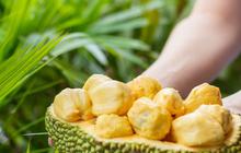 Cara Mengolah Cempedak yang Enak Biar Nikmatnya Maksimal