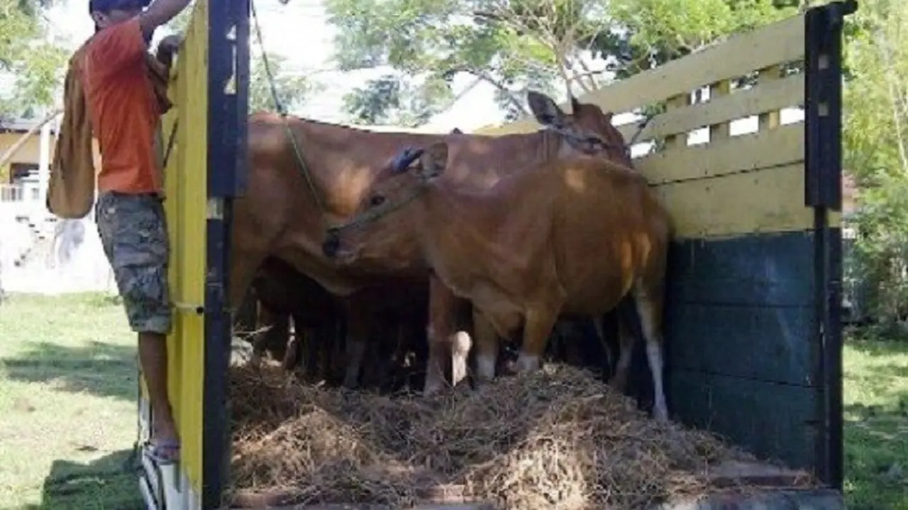 19 Sapi Betina Tak Bertuan Diamankan Sebelum ke Kalimantan