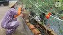Maisa yang penyandang autisme memanen sayuran dalam kebun hidroponik di kawasan Ciganjur, Jakarta, Rabu (9/2/2022). Kebun Maisa Petani yang dikembangkan sebagai wahana edukasi bagi penyandang disabilitas itu dapat menghasilkan rata-rata pendapatan sekitar Rp 10 juta/bulan (merdeka.com/Arie Basuki)