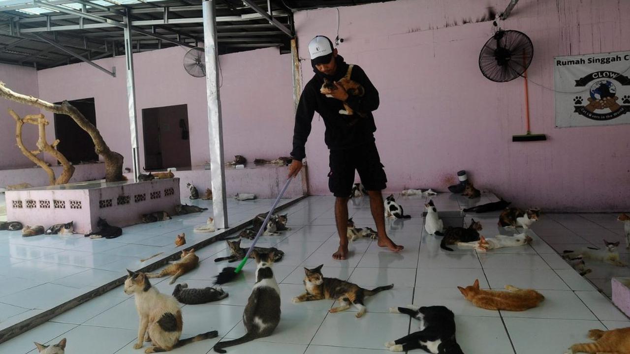 Terlihat dari lantai atas, sekumpulan kucing tengah bersantai di halaman Shelter Clow yang terbilang luas.