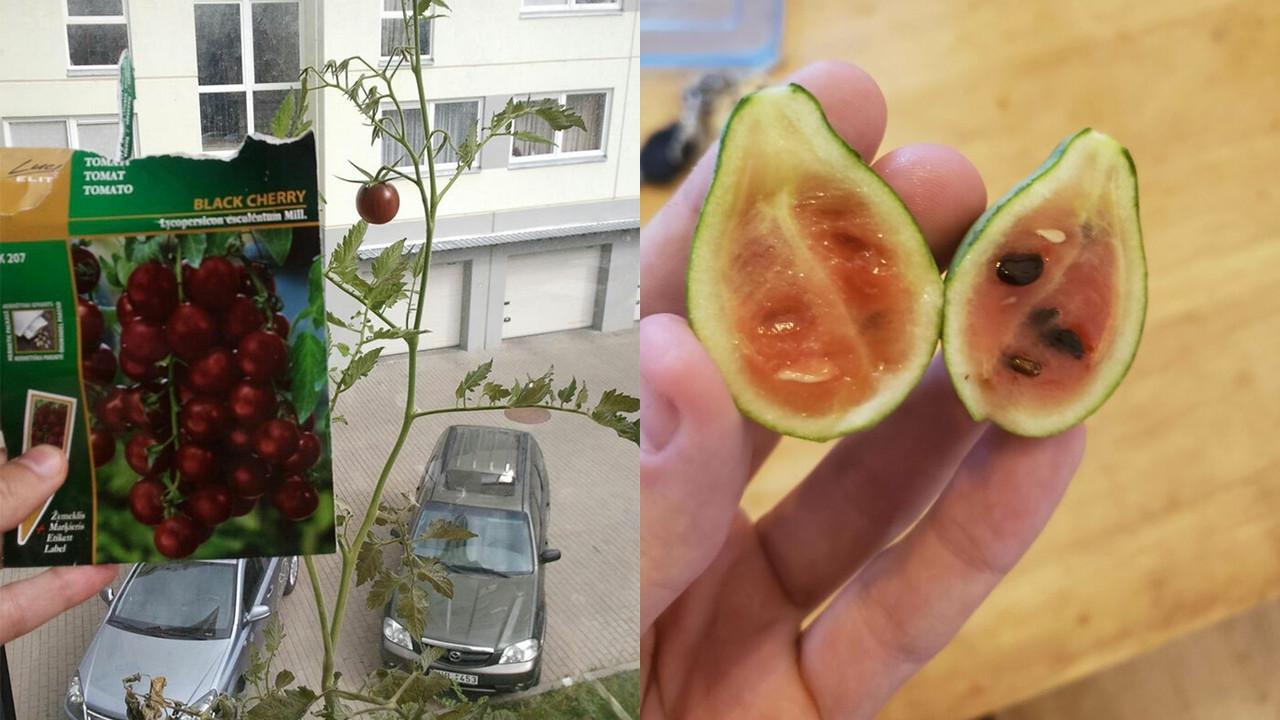 Hasil Berkebun Tak Sesuai Ekspektasi