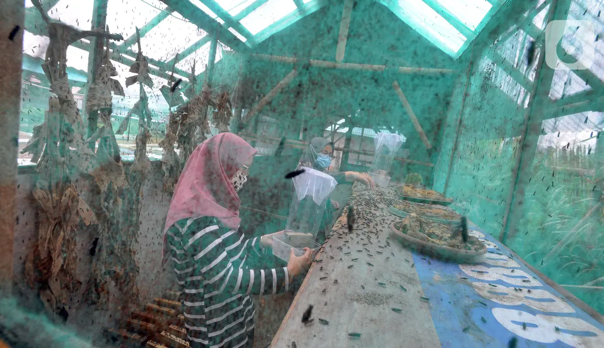 Kaum ibu dari Kelompok Wanita Tani (KWT) Berkah memilih indukan lalat yang akan dijadikan maggot sebagai pakan lele  di Kampung Ramah Lingkungan, Mutiara Bogor Raya, Katulampa, Kota Bogor, Jawa Barat, Minggu (13/12/2020). (merdeka.com/Arie Basuki)