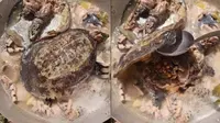 Viral Video Masak Kura-Kura dengan Direbus, Reaksi Netizen Bikin Heboh