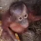 Satu individu bayi orangutan diselamatkan warga setelah terpisah dari induknya di Kecamatan Kongbeng, Kabupaten Kutai Timur, Kalimantan Timur. (Foto: Istimewa)