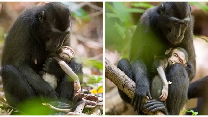 Foto : copyright dailymail.co.uk