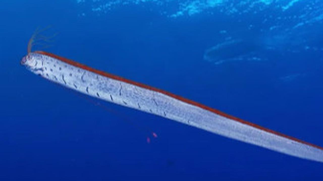 Oarfish