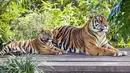 Gambar yang dirilis pada 29 Juli 2019, harimau Sumatera, Kartika dengan satu dari tiga anaknya yang berumur tujuh bulan, di Kebun Binatang Taronga, Sydney. Ada sekitar 380 harimau Sumatera di alam liar saat ini dan merupakan salah satu satwa yang terancam punah. (RICK STEVENS/ARONGA ZOO/AFP)