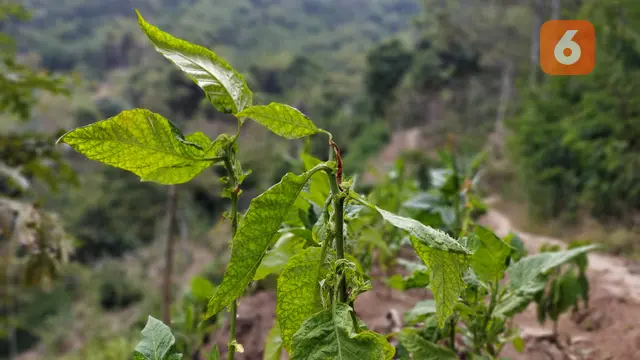 Tembakau