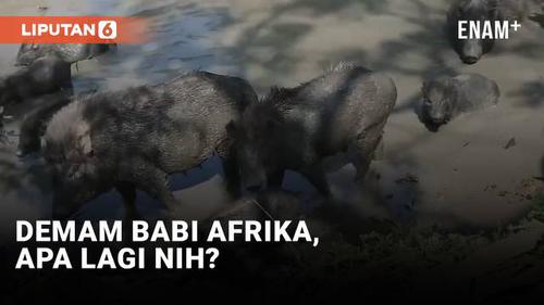 VIDEO: Demam Babi Afrika, Ditakuti karena Mematikan