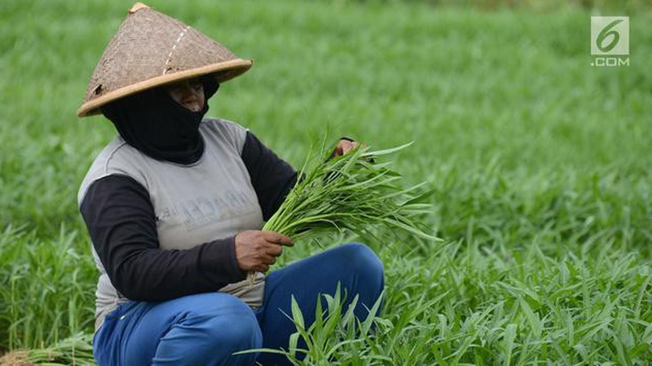 7 Cara Menanam Kangkung agar Tidak Pahit, Hasil Panen Dijamin Lezat