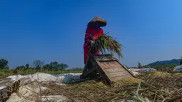 Petani memanen padi di lahan yang mengalami gagal panen di Desa Weninggalih, Kecamatan Jonggol, Kabupaten Bogor, Minggu (5/7/2026). (Merdeka.com/ Arie Basuki)
