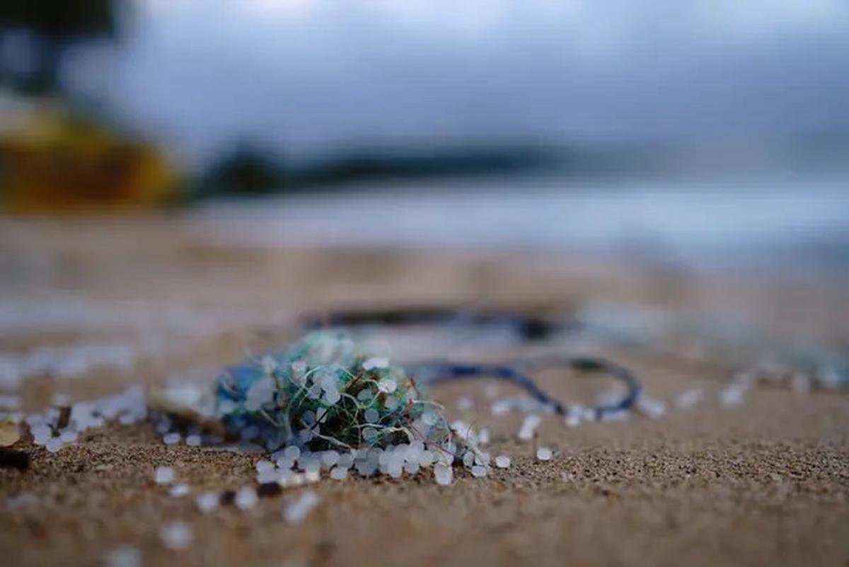 Mikroplastik Ditemukan di Nafas Lumba-Lumba Liar, Jadi Ancaman Baru bagi Kehidupan Laut