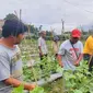 Pertanian ramah lingkungan di Kwala Mencirim, Sei Bingai, Kabupaten Langkat. (Istimewa)