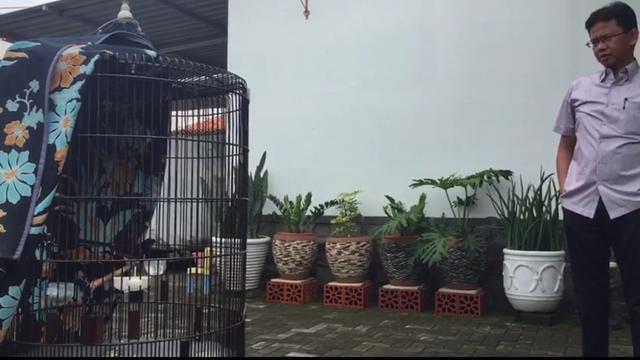 Kisah Burung Murai Batu Warga Brebes yang Ditawar Jokowi Rp 600 Juta