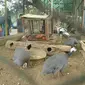 2 ekor merak hijau (pavo muticus) dan seekor nuri kepala hitam (lorius lorry) koleksi Taman Rekreasi Kota (Tarekot) Malang, Jawa Timur, mati. (Liputan6.com/Zainul Arifin)
